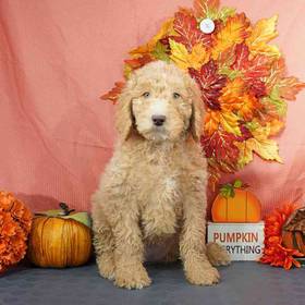 Goldendoodle