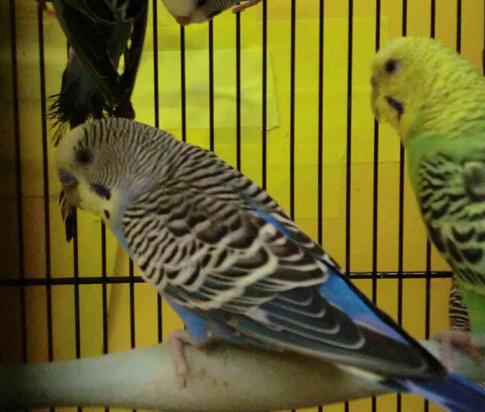 carousel pet images