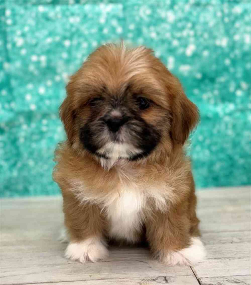 Lhasa Apso-Shih Tzu