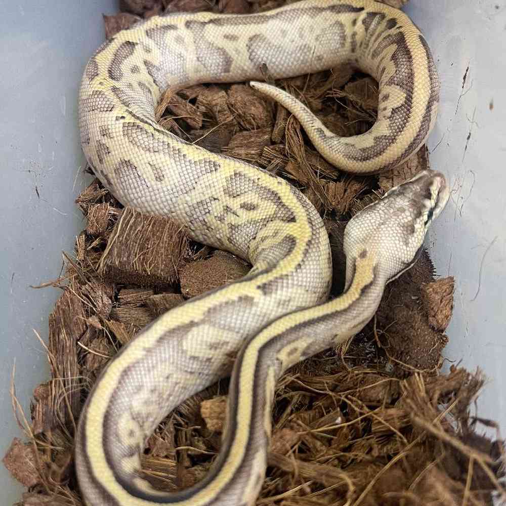 Ball Python