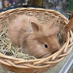 Lionhead rabbit